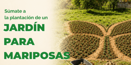 Planta un jardín para mariposas en Sant Josep este sábado
