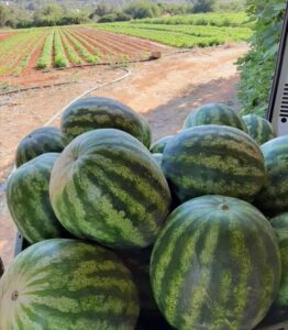 Agroeivissa