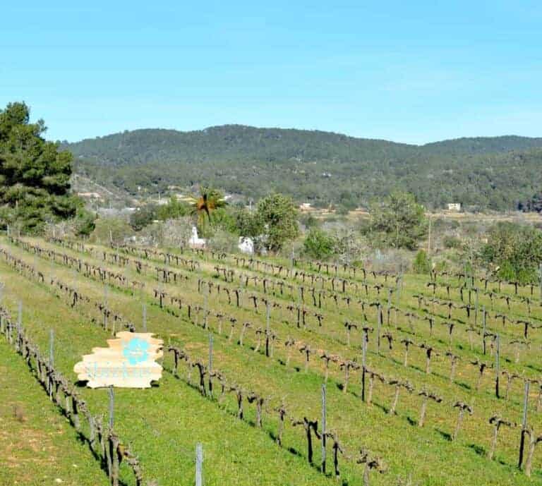 Bodega Ibizkus