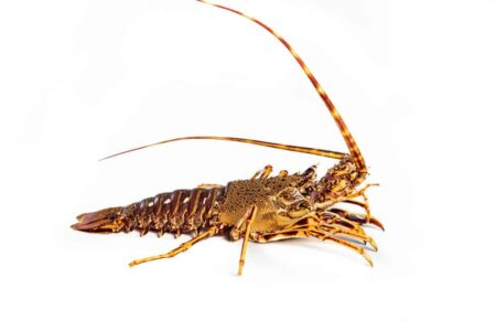 Pescados Consuelo y Pardalet
