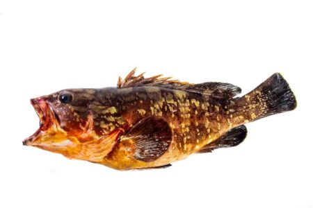 Pescados Consuelo y Pardalet