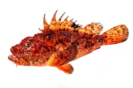 Pescados Consuelo y Pardalet