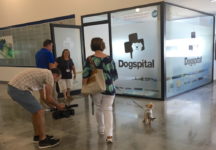 Can Misses ya es oficialmente el primer hospital 'Dog Friendly' de España