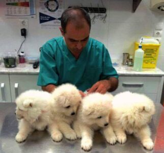 Clínica veterinaria Eivivet