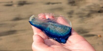 La terrorífica pero inofensiva medusa azul