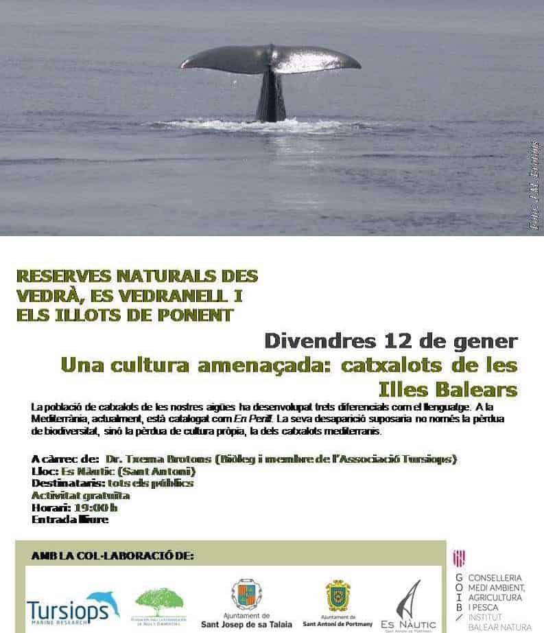 La desaparición del cachalote mediterráneo a debate en Ibiza