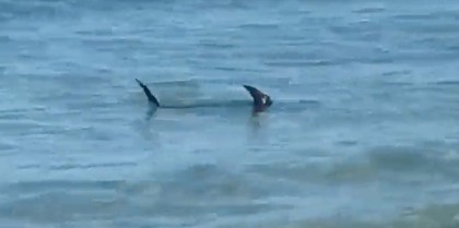 Un tiburón recorre la playa de es Cavallet
