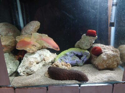 Aquarium Cap Blanc