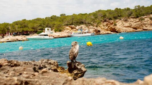 Cala Bassa Ibiza