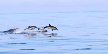 Charla online sobre Delfines de la Asociación Tursiops