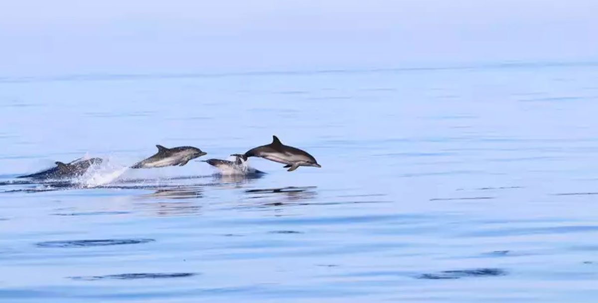 dolphins-ibiza-welcometoibiza