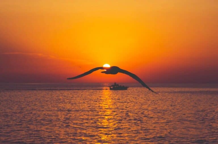 Float Your Boat Ibiza