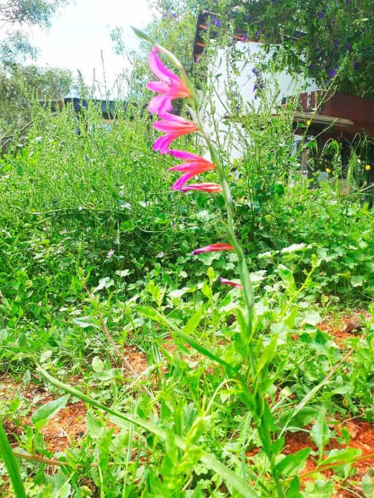 Flores de Ibiza