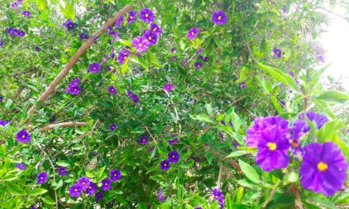 Flores de Ibiza