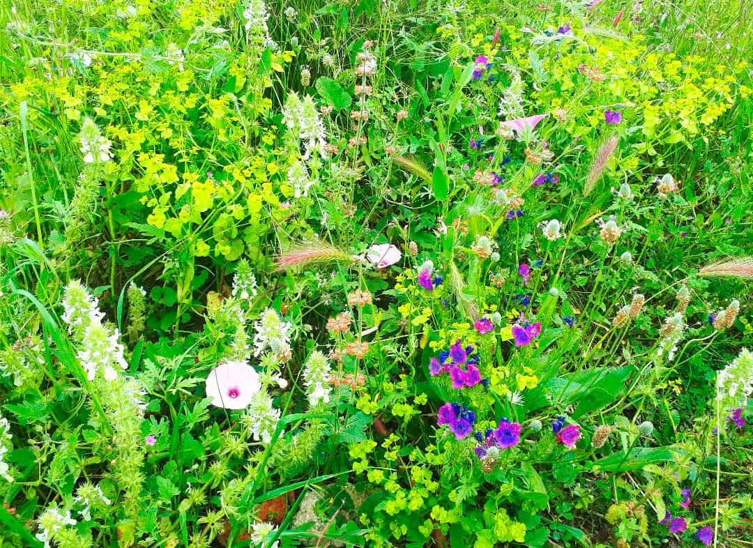 binnen Absoluut heerlijkheid Flowers of Ibiza - Ontdek de typische bloemen van Ibiza
