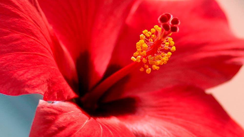binnen Absoluut heerlijkheid Flowers of Ibiza - Ontdek de typische bloemen van Ibiza