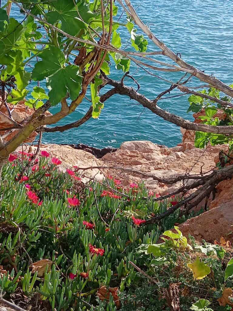 Las Gardenias Ibiza