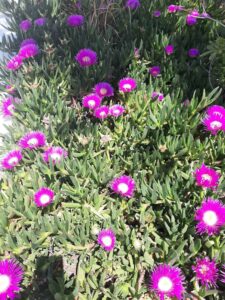 Las Gardenias Ibiza