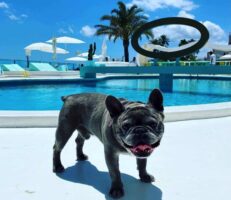 Hoteles que admiten mascotas en Ibiza