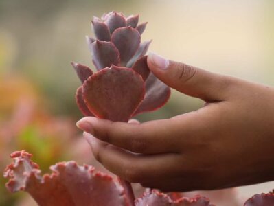 ibiza-botanico-biotecnologico- - -