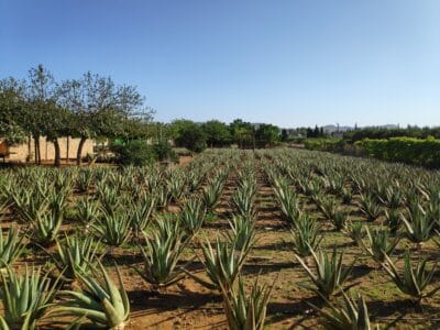 Ibizaloe. Plantación ecológica y Museo de Aloe Vera de Ibiza