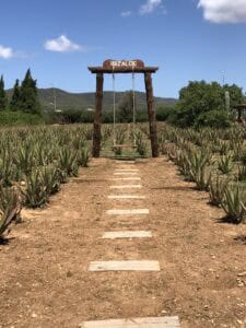 Ibizaloe. Plantación ecológica y Museo de Aloe Vera de Ibiza