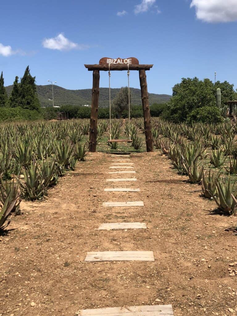 Ibizaloe. Plantación ecológica y Museo de Aloe Vera de Ibiza