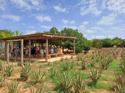 Ibizaloe. Plantación ecológica y Museo de Aloe Vera de Ibiza