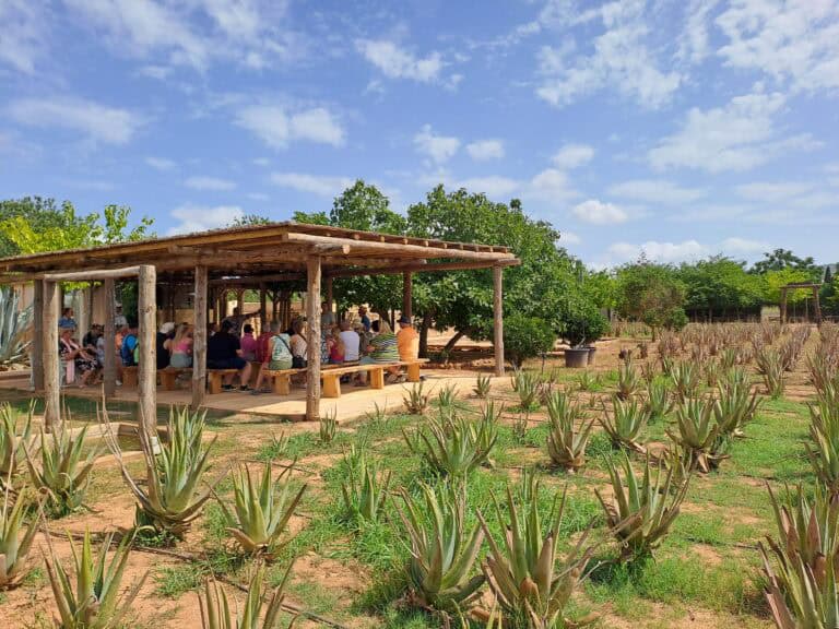Ibizaloe. Plantación ecológica y Museo de Aloe Vera de Ibiza