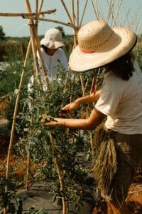 Juntos Farm