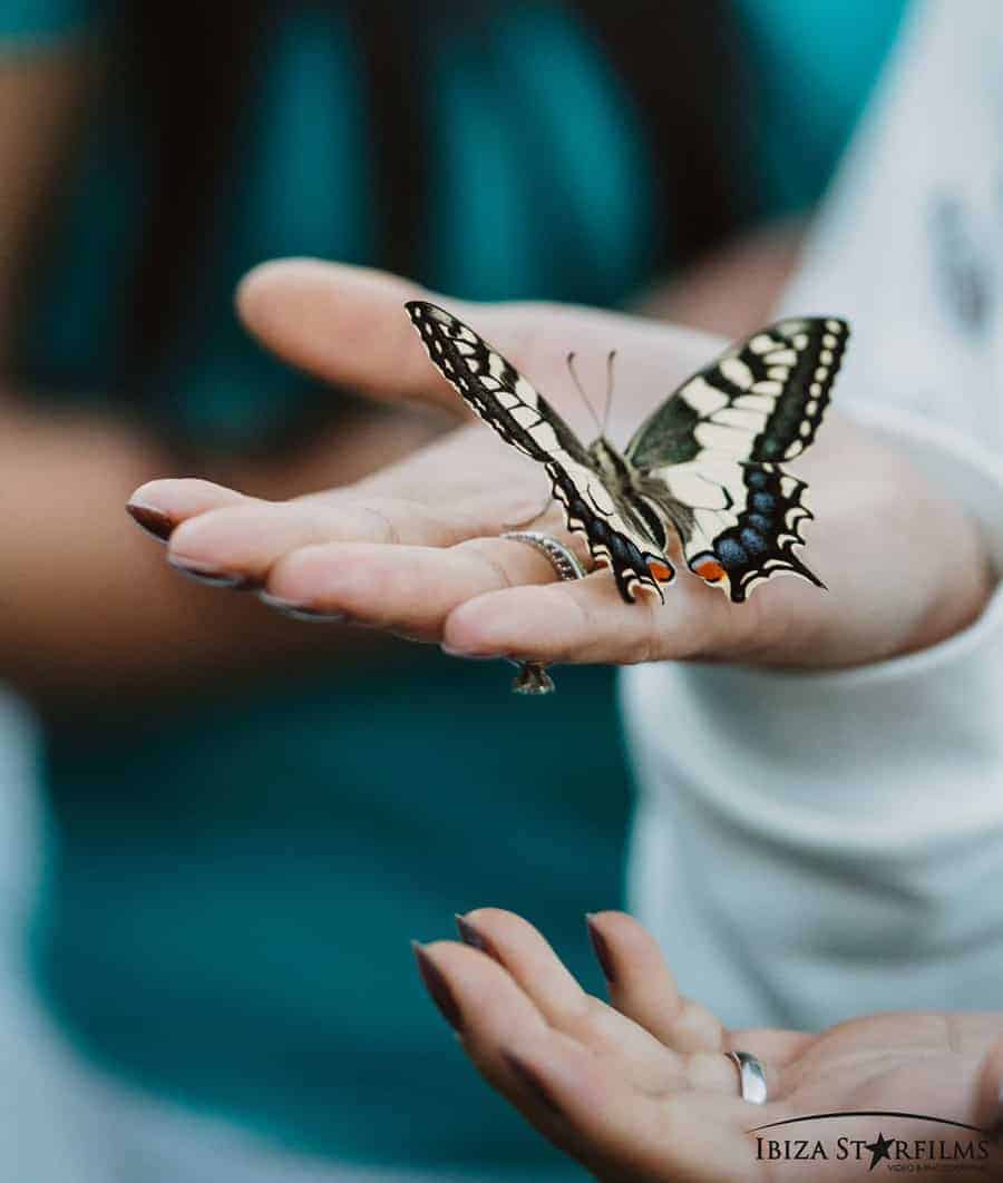 mariposas-las-mariposas-de-ibiza-restaurante-es-caliu-ibiza-welcometoibiza