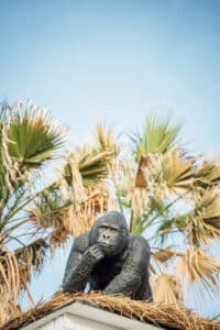 Monkey Ibiza