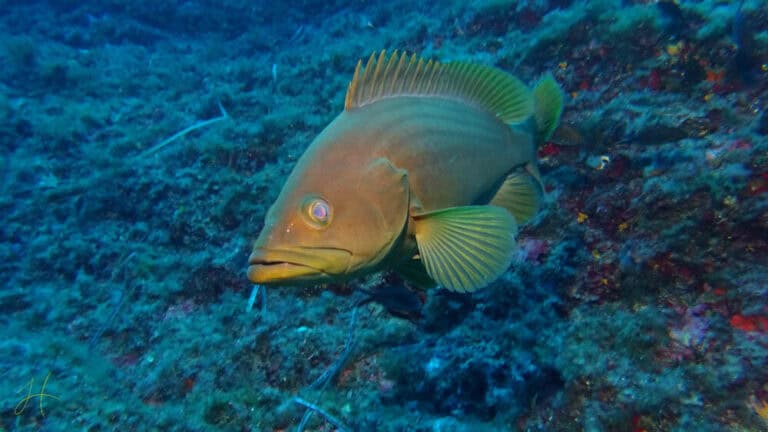 OrcaSub Ibiza Diving Center