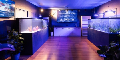 Palladium Hotel Group abre en Ibiza un hub marino para conservar la Posidonia y las gorgonias