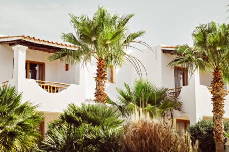 Petunia Ibiza