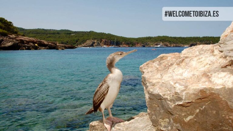 Cala Xuclar