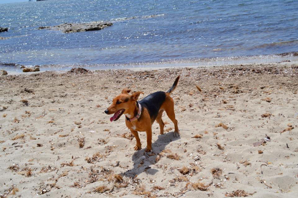 beach-for-dogs-in-ibiza-welcometoibiza