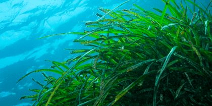 La posidonia no es un alga: por qué es tan importante para Ibiza