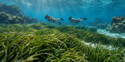 La posidonia no es un alga: por qué es tan importante para Ibiza