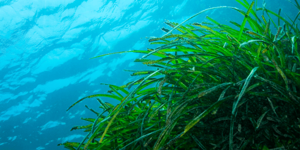 La posidonia no es un alga: por qué es tan importante para Ibiza