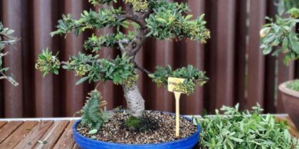 präsentationskurs-bonsai-ibiza-botanico-biotecnológico-2021-welcometoibiza