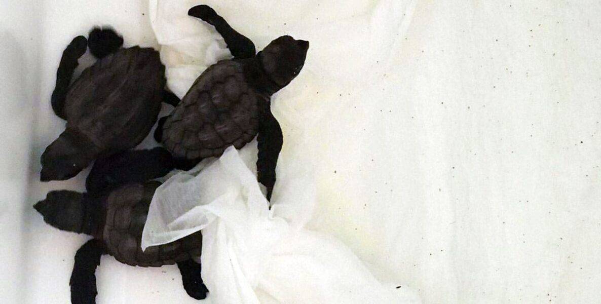 tortugas-es-cavallet-ibiza-2020-welcometoibiza